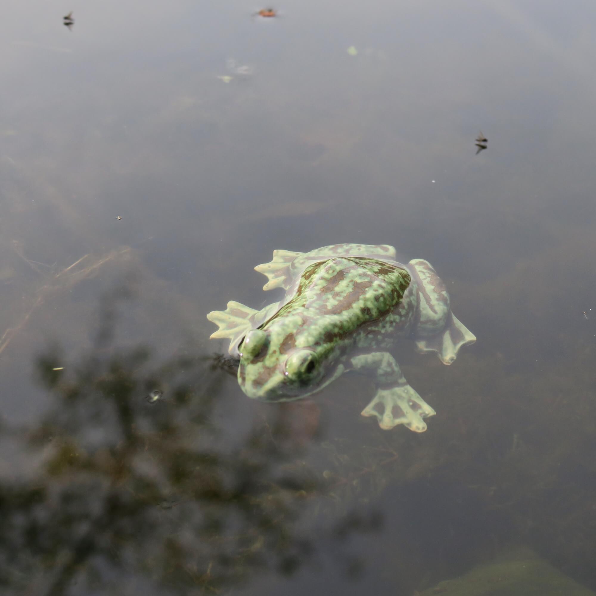 Schwimm Frosch