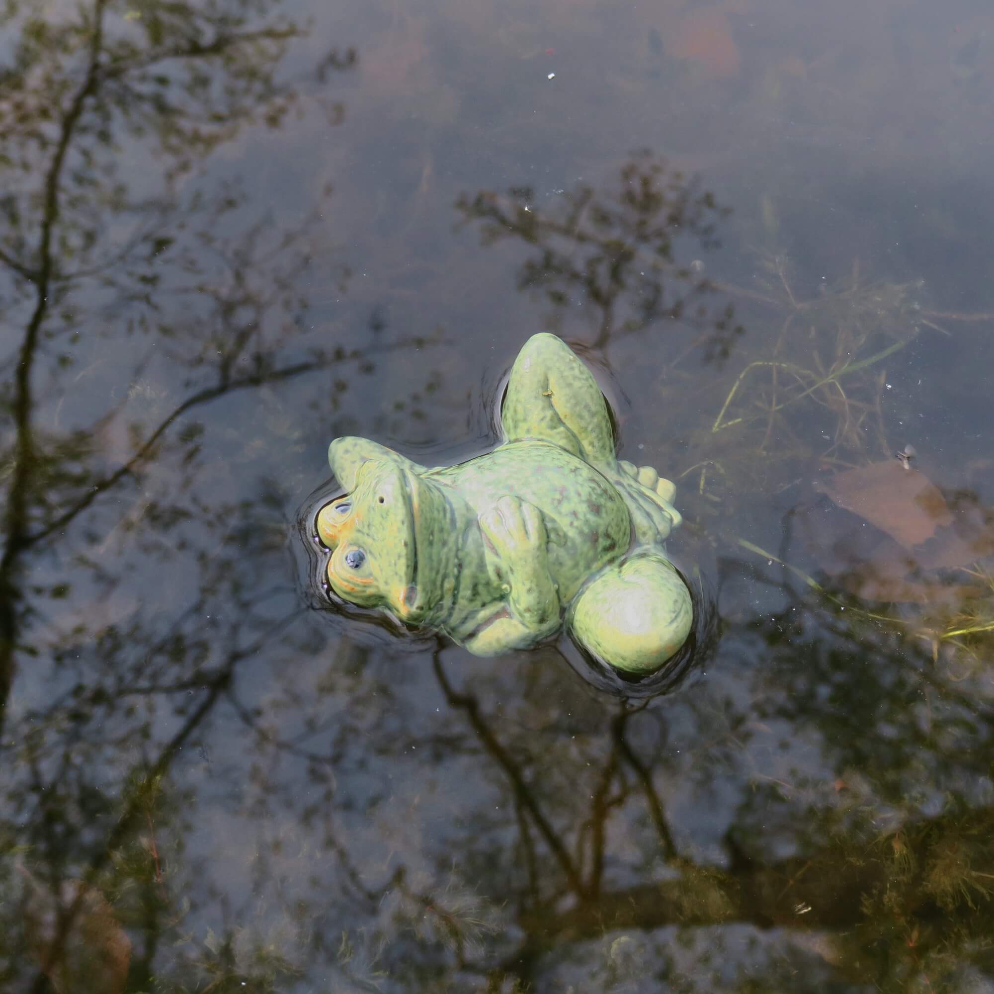 Schwimm Frosch Rückenschwimmer