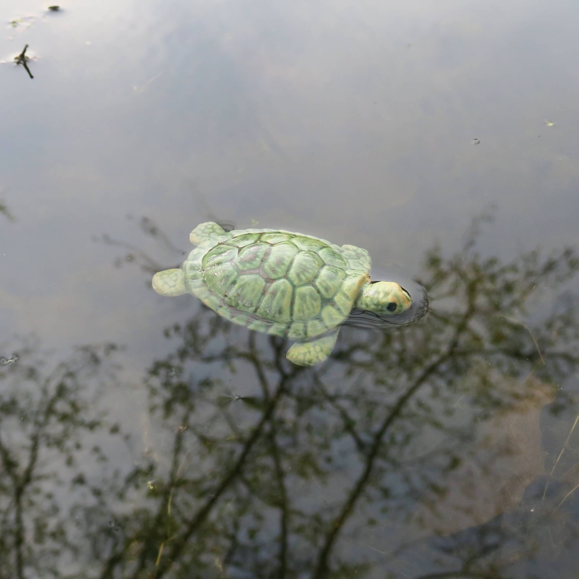 Schwimm Schildkröte